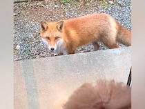 実家に遊びにきたら『野生のキツネ』が出現→犬が窓越しに…絵本の世界のような『貴重な交流』が97万再生「素敵な光景」「仲間と思ったのかな」