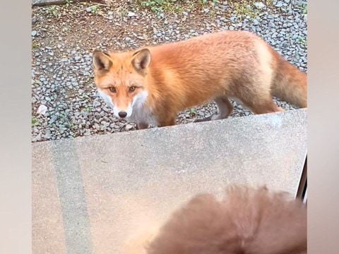 実家に遊びにきたら『野生のキツネ』が出現→犬が窓越しに…絵本の世界のような『貴重な交流』が97万再生「素敵な光景」「仲間と思ったのかな」