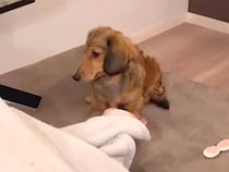 インフルエンザで『パパとママが寝込んだ』結果→犬がそばに寄り添ってくれて…愛を感じる『看病』に反響「なんて優しいの…」「本当に賢い」