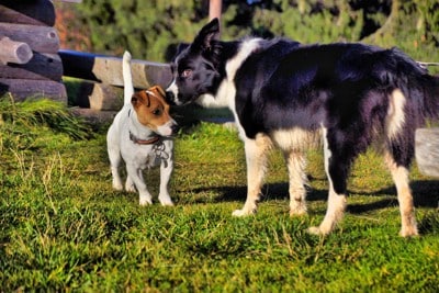 挨拶をする小型犬と大型犬