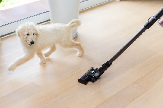 犬が『嫌うもの』ワースト6 飼い主が把握すべき苦手なモノとは?克服に一歩近づく秘訣まで