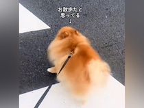 『お散歩だ！』とウキウキのポメラニアン→行き先が『病院』と気付いた瞬間に…まさかの逃亡を図る光景が118万再生「わかりやすｗｗ」と爆笑