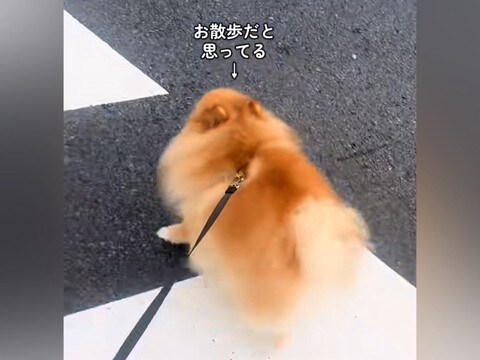 『お散歩だ!』とウキウキのポメラニアン→行き先が『病院』と気付いた瞬間に…まさかの逃亡を図る光景が118万再生「わかりやすww」と爆笑