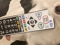 実家に預けられた犬が吠えすぎたので『リモコンで圧をかけた』結果→まさかの表情に10万いいね集まる「ほんと好きｗｗ」「いい顔してて草」