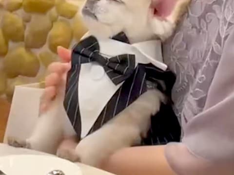 結婚式に参加し、席に着く犬→『緊張してしまうかな』と思いきや…予想できなかった『まさかの光景』が230万再生「招待したいw」「羨ましい」