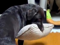 人間で言うと40歳オーバーの大型犬→いつも『お気に入りの枕』を持って…大きくなっても赤ちゃんすぎる行動が62万再生「幸せに溢れてる」