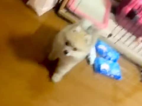 親が2キロ程度の赤ちゃん犬→『小型犬だし、小さく育つかな』と思ったら…予想を遥かに超える『衝撃の成長』が30万再生「でかw」「先祖返り」