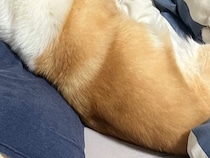 女の子を起こしに行った犬→なかなか戻ってこないので、様子を見に行ったら…まさかの光景に爆笑「ミイラ取りがミイラにｗ」「心変わりで草」