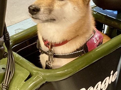 『犬と乗れる電動バイク』に試乗する柴犬→人間味が溢れている『まさかの表情』に3万いいねの反響「気まずそうで草」「不安げで可愛いw」と爆笑