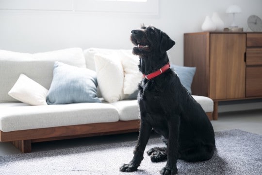 犬が『お姉さん座り』をする理由4選 放っておいても大丈夫?今すぐ病院へ行くべき状態まで