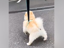 『推しのおじさん』にどうしても会いたい犬→職場まで見に行った結果…愛があふれだした『再会の光景』が21万再生「相思相愛だ」「ほっこり」