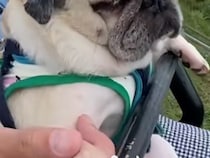 リフトに乗る犬→高いところが怖くて…まるで世界の終わりのような『絶望顔』が75万再生「人間みたいｗ」「生きた心地してなさそうで草」