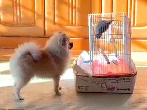 犬が『実家のインコ』と出会った結果…あまりにも尊い『会話しているかのような光景』が77万再生「エモい…」「泣けちゃった」とSNSで話題
