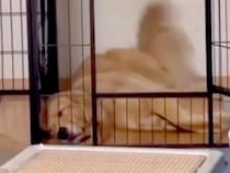 夜、ウトウトする大型犬のもとに『大好きな姉』が帰ってきた結果→どっちつかずな光景が60万再生「嬉しすぎるのとヘトヘトなのとｗ」「可愛い」