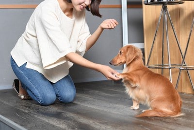 犬のしつけをする女性