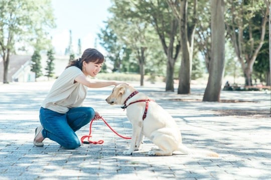 犬が飼い主から『褒められた』ときに思うこと5選 嬉しいと感じている?上手なしつけ方法までご紹介