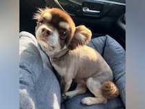 10年間、1匹だけ愛情を与えられなかった『小さな老犬』を保護…涙が止まらない『幸せをつかむまでの記録』に反響「辛かったね」「幸せに」