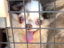 炎天下、外に放置されていた犬たち…涙なくして見れない『保護してからの物語』に「巡り合うべくして巡り合った」「元気に暮らして」と感動の声