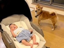 3ヵ月ぶりに『赤ちゃんを連れて家に帰った』結果→犬が戸惑って…心温まる『家族になっていく光景』が29万再生「仲良し兄弟」「癒された」