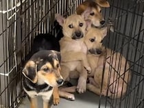 『恐怖に怯えた表情の子犬』を保護→『人間は怖くないんだよ』と教え続けた結果…1ヶ月後の『現在』が12万再生「こんな変わるとは」「幸せに」