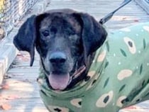 『戻れないように』と足を折られ、山に捨てられた猟犬→片目も失い…壮絶な物語と『現在の光景』が77万表示「なんて酷い…」「本当に良かった」