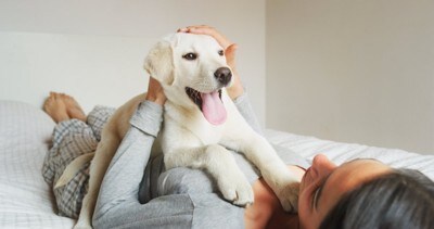 女性の体の上で撫でてもらう子犬