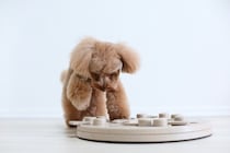 犬におすすめな『4つの室内遊び』外に出なくても運動不足を解消できる？注意点まで