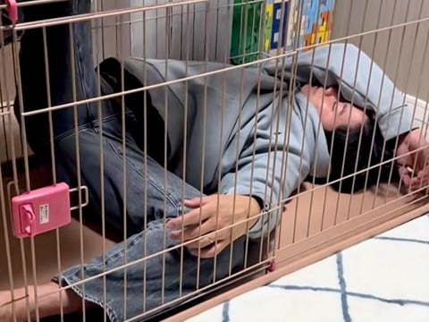 酔っ払ってベロベロのパパ→犬のケージから出れなくなり…思わず吹き出してしまう光景が243万再生「立場逆で草」「犬に叱られてるｗｗ」