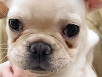 『ひどい涙やけで売れ残った犬』を飼った結果→治してあげようと奮闘し…まさかの『2年後の光景』が108万再生「諦めない気持ち」「幸せそう」