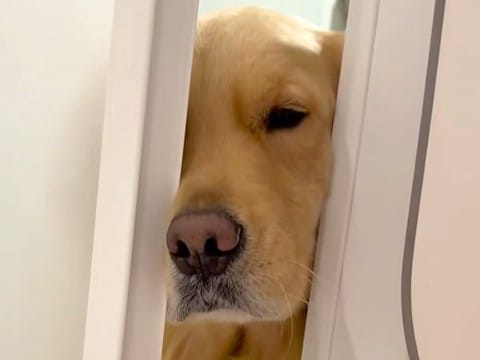 お風呂に入る女性→大型犬が『一緒に入りたい』と駄々をこね…可愛すぎる『ドアの攻防戦』が46万再生「鼻使いの達人ｗ」「愛されてるね」