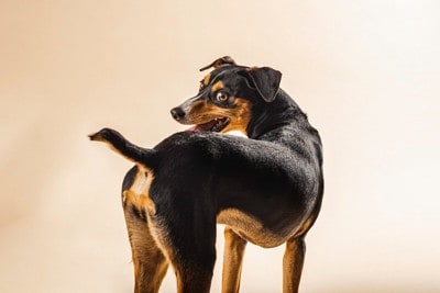 後ろを振り向く犬