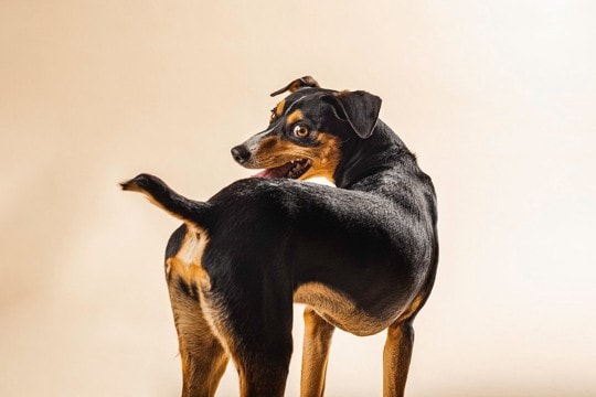 犬が『くるくる回る』理由5選　同じ場所を回り続けるのはなぜ？対処法まで