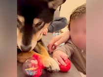 奪ったものは絶対に返さない犬→赤ちゃんが交渉すると…？愛に溢れた『ママとの対応の差』に反響「ちゃんとわかってる」「感動した」