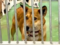 突然現れた『1匹の野良犬』→保健所に収容されて…1年後の『奇跡の物語』に感動の声「幸せそうな表情で泣いた…」「なんてお利口さんなの」