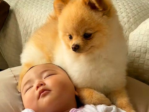 赤ちゃんが生まれた時から一緒にいる犬→大きくなったら…あまりにも尊い『成長記録』が19万再生「どちらも気になる存在」「仲良しさん」