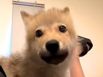 あどけない顔つきをした『狼犬の赤ちゃん』→５ヶ月後…別犬のような『カッコよすぎる成長』が77万再生「もののけ姫を思い出した」「早すぎ」