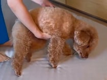 『来客用のベッド』を片付けたいのに、犬が気に入ってしまい…想像以上に『ごねる光景』が36万再生「新喜劇で草」「本当に言い訳してそうｗｗ」