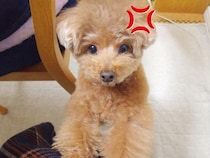 忘年会があったため、深夜に帰宅→普段は温厚な犬が…まさかの『ブチギレてしまう光景』が45万再生「可愛くて悶絶した」「会話成立しすぎｗ」