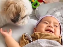 赤ちゃんのことが大好きな様子の犬→泣いていると、そばに来て…愛情いっぱいな『まさかの行動』に「きっと分かってるんだね」「優しい」と反響