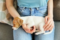 犬が『人の体の上で眠る』心理５選　愛犬が飼い主と寝たがる理由や注意すべきことまで解説