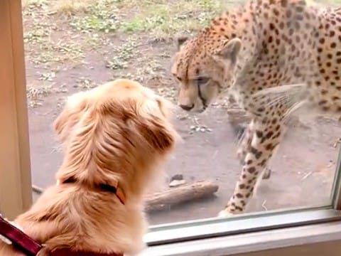 動物園でチーターと出会った大型犬→お互いに恋に落ちて…種を超えた『まさかの光景』に反響「ドラマティックｗ」「次に会うのが楽しみだね」