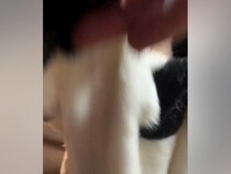 犬に毛布をかけて『いないいないばあ』をした結果…想像以上だった『愛おしい表情』に反響「ばあ！の顔最高すぎる」「こどもで可愛い」