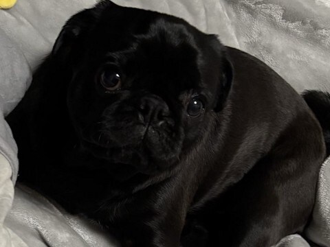 腰痛で寝ていた飼い主→目が覚めると、犬が…泣けてくる『優しさに溢れた行動』に3万いいね集まる「何往復もしたと思うと…」「優しい子」と絶賛