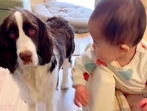 『赤ちゃんと犬が仲良くなれるのか』心配だったママ→なかなか距離が埋まらなくて…『家族になるまでの軌跡』に感動「かけがえのない相棒」