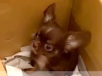 子供がいない夫婦が『660gの小さな子犬』と運命的に出会い…人生が変わった『素敵すぎる物語』がSNSで話題「泣いた」「愛…」と10万再生