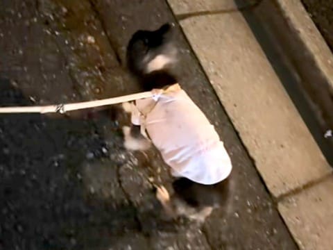 よちよち歩く『17歳のおじいちゃん犬』→散歩中にくしゃみが出た結果…思わず二度見する『まさかの動き』が607万再生「時間差ｗ」「尊い」