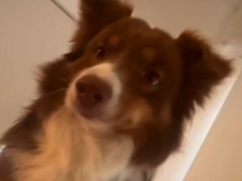 朝の4時半、毎回飼い主を起こしにくる犬→なかなか起きないでいたら…キレてしまう光景が47万再生「どんどん激しくなってるｗ」「可愛いｗ」