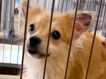 『育児との両立が難しい』と手放された犬→保護後、重度の病気を発見して…涙あふれる『216日間の物語』に反響「出会いに感謝」「泣いた」