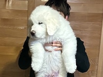 生後2ヶ月の赤ちゃん犬→すくすく育ち、8ヶ月後…『衝撃的なサイズ』に成長した光景に3万いいね「スピード違反レベルｗ」「やる気ない顔好き」