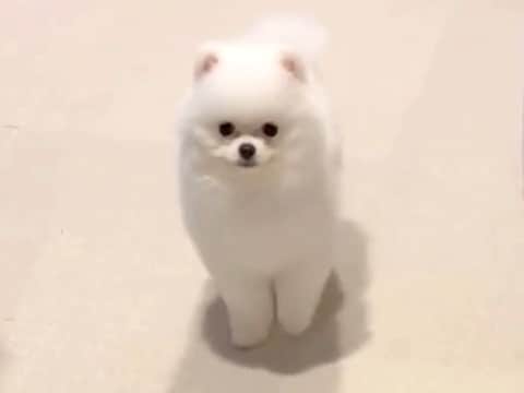 小さな子犬に『オスワリ』と指示してみた結果→まさかの『下手すぎる光景』があまりにも可愛いと16万再生「クセ強めで草」「すすすーっとｗ」